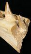 Mosasaur (Eremiasaurus) Jaw Section On Stand #11507-8